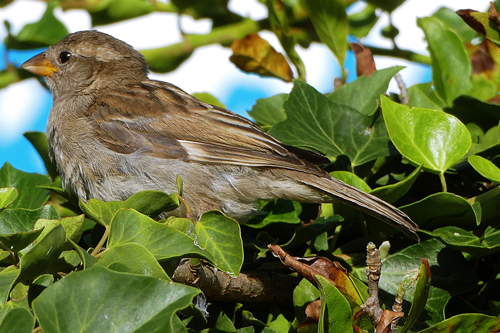 Spatz mit Durchblick