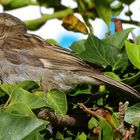 Spatz mit Durchblick