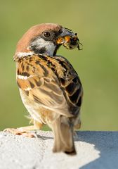 Spatz mit Ex-Käfer