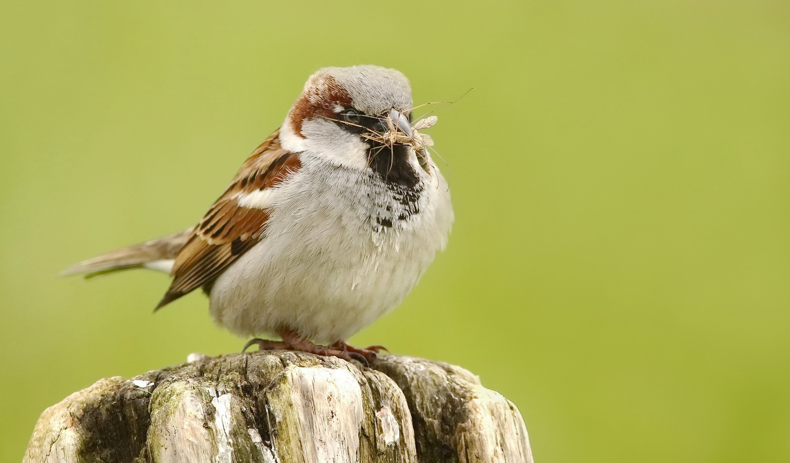 Spatz mit fetter Beute