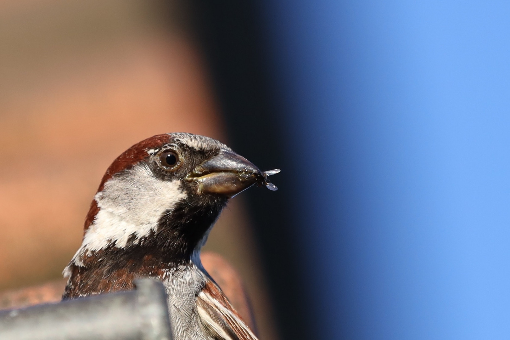 Spatz mit Fliege