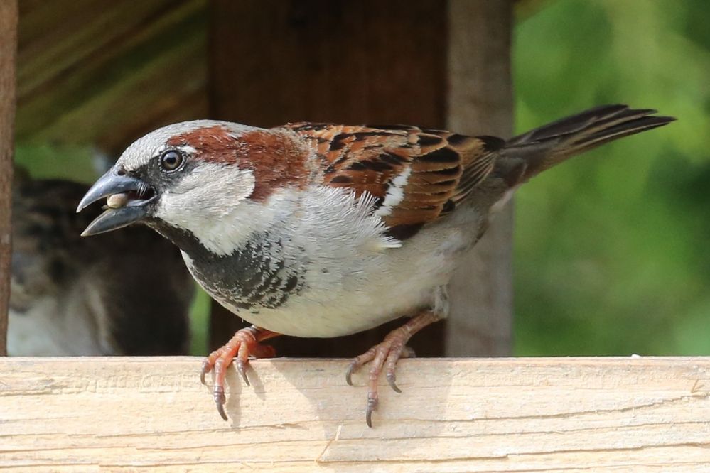 Spatz mit Futter