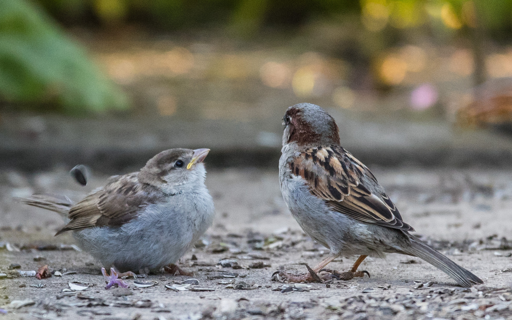 Spatz mit Jungen.