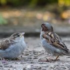 Spatz mit Jungen.