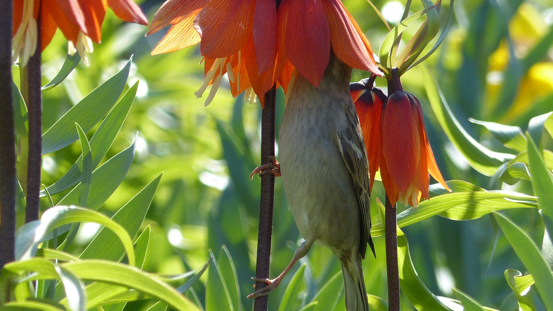 Spatz mit Kaiserkrone in orange