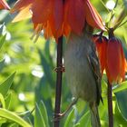 Spatz mit Kaiserkrone in orange