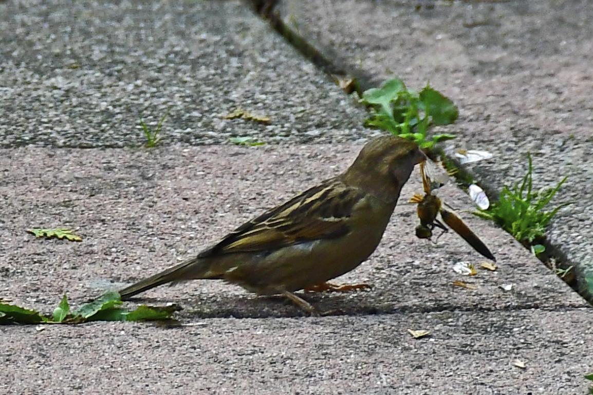 Spatz mit Libelle