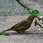 Spatz mit Libelle