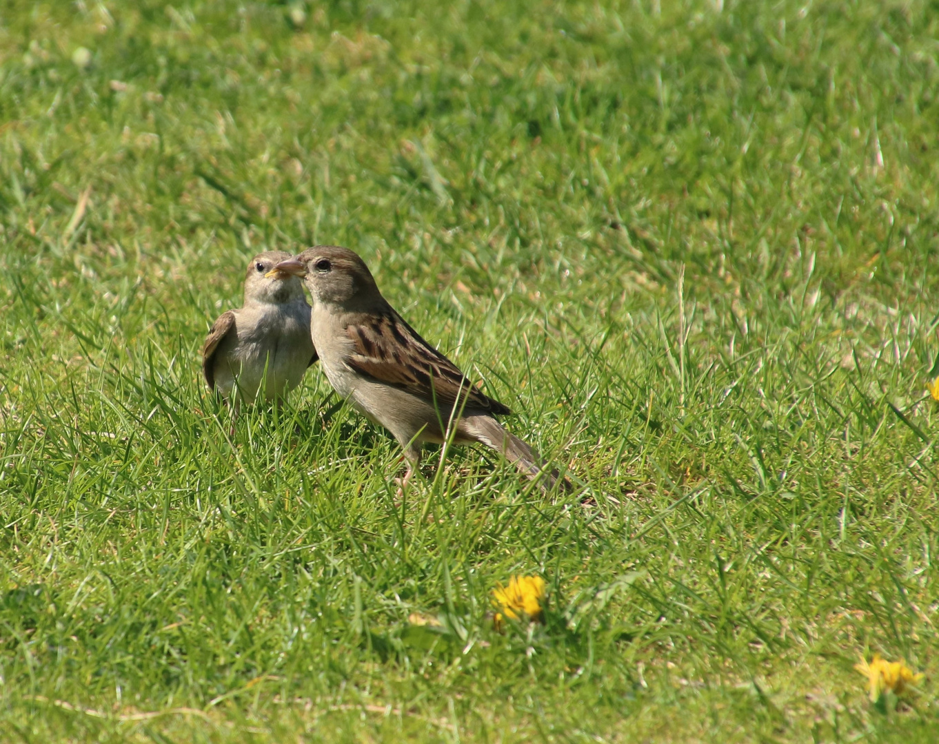 Spatz mit Nachwuchs