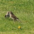 Spatz mit Nachwuchs