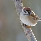 Spatz mit platten Kopf