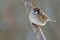 Spatz mit platten Kopf