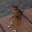 Spatz  mit PommesFrites