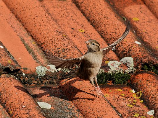 Spatz mit Schattenbild