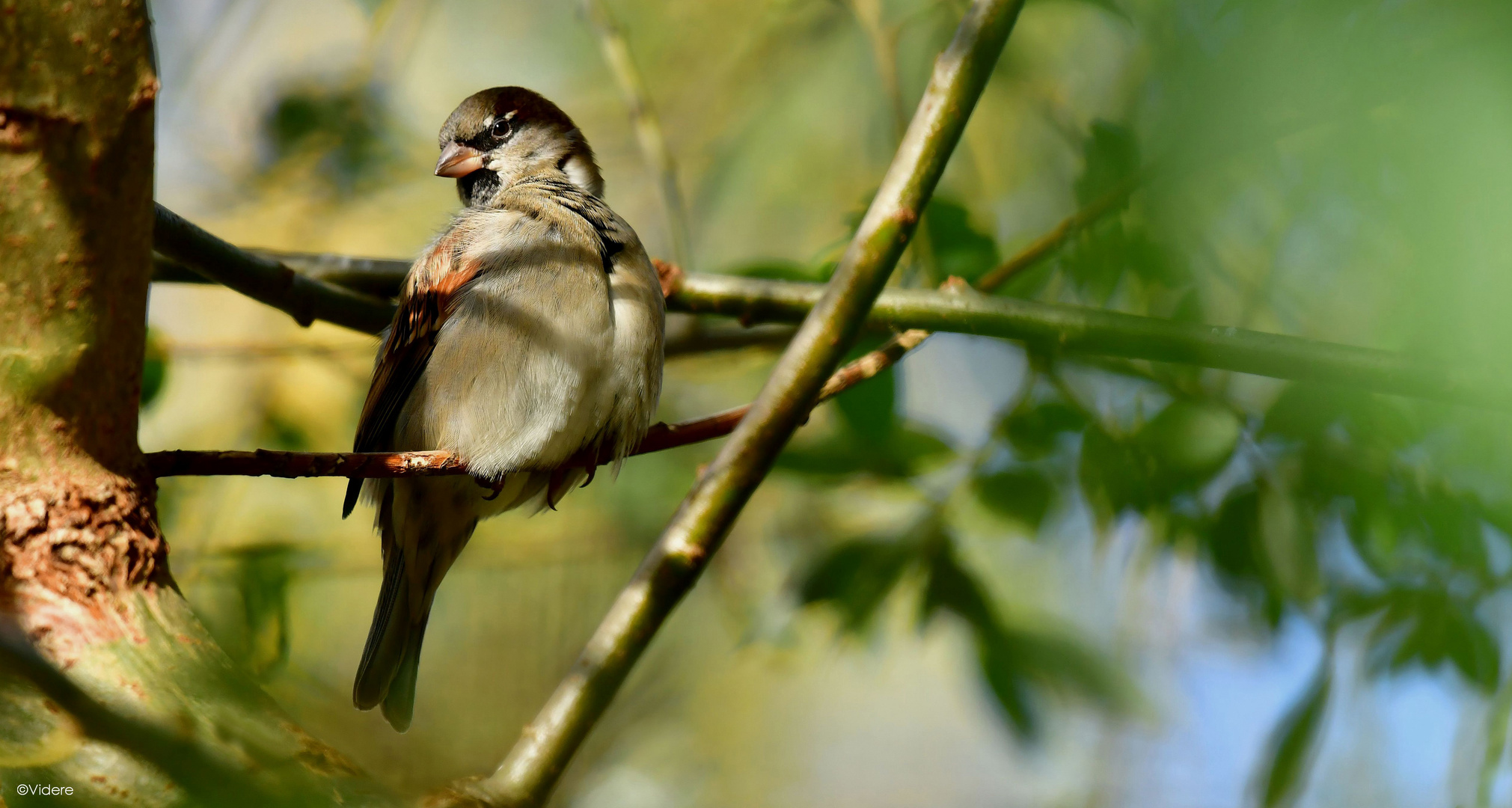 Spatz mit Stolz