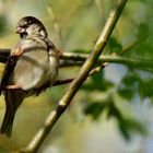 Spatz mit Stolz