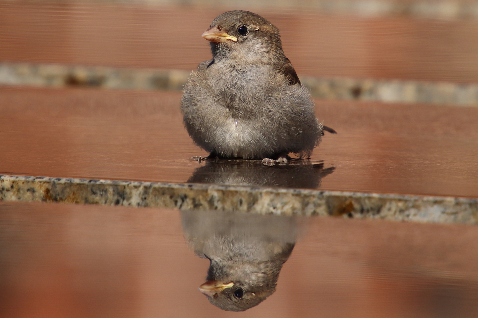 Spatz mit toller Spiegelung