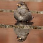 Spatz mit toller Spiegelung