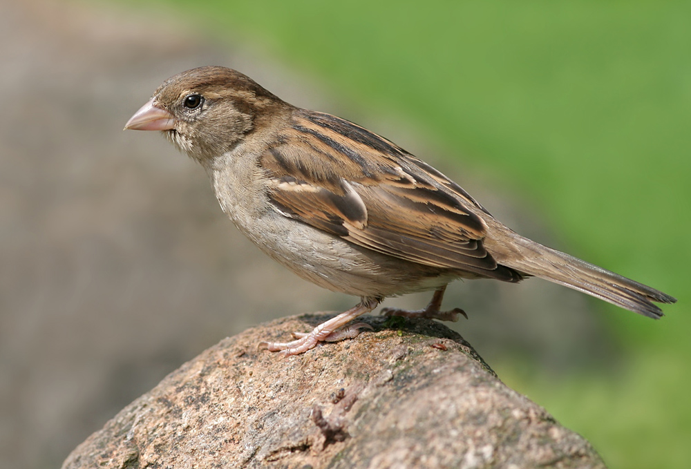 Spatz mit Übersicht.