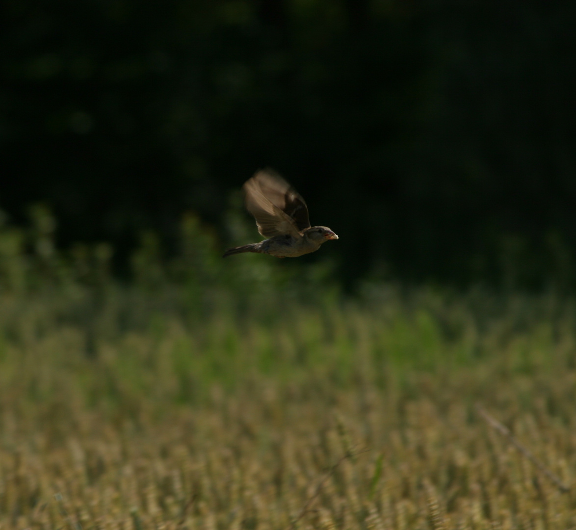 Spatz mit Weizenkorn