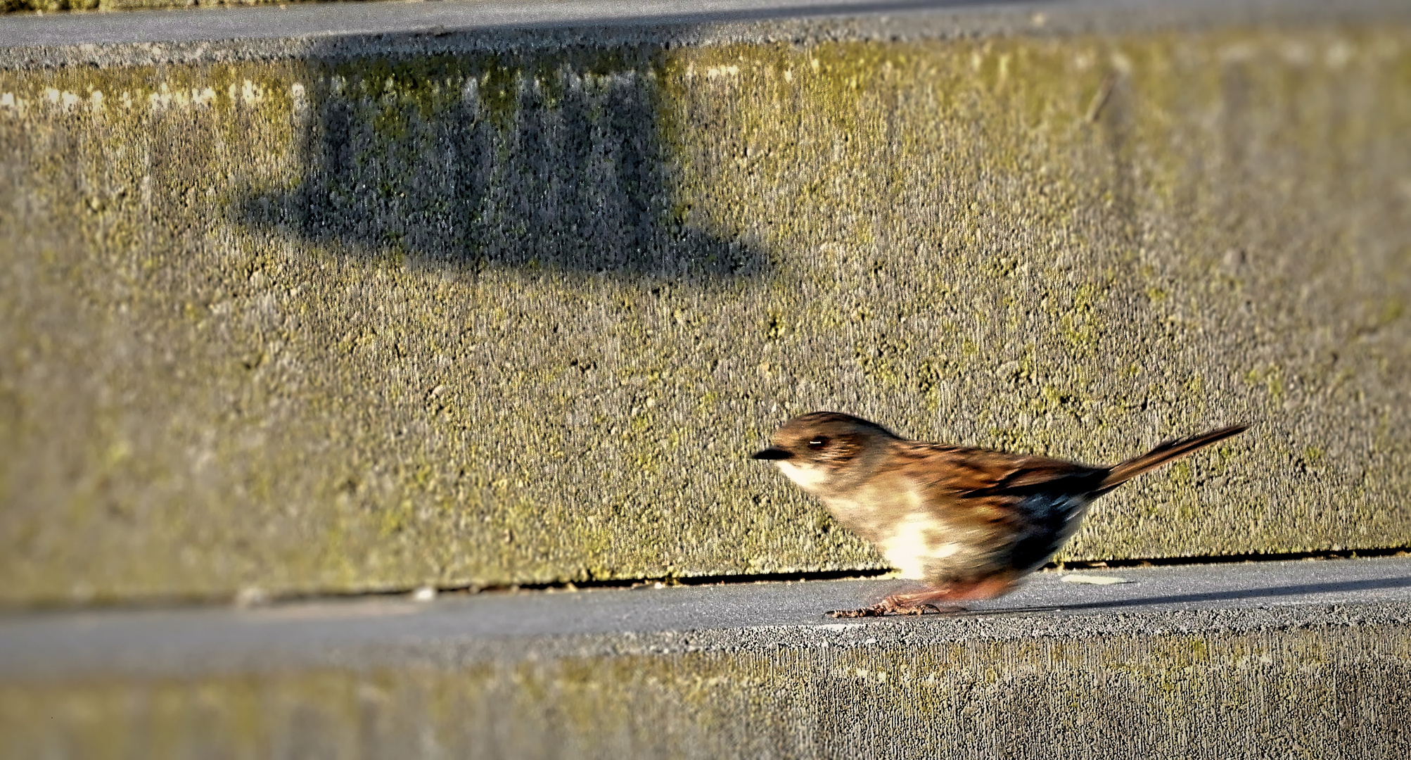 Spatz mit Zylinder