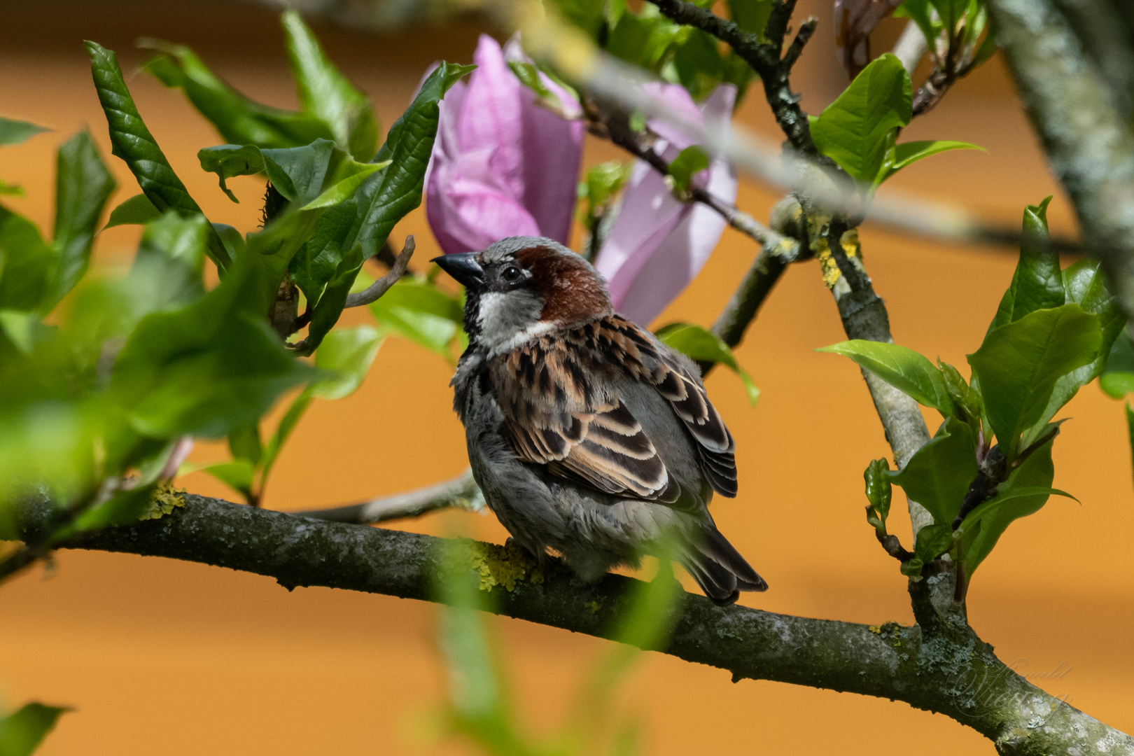 Spatz mitten in der Magnolie