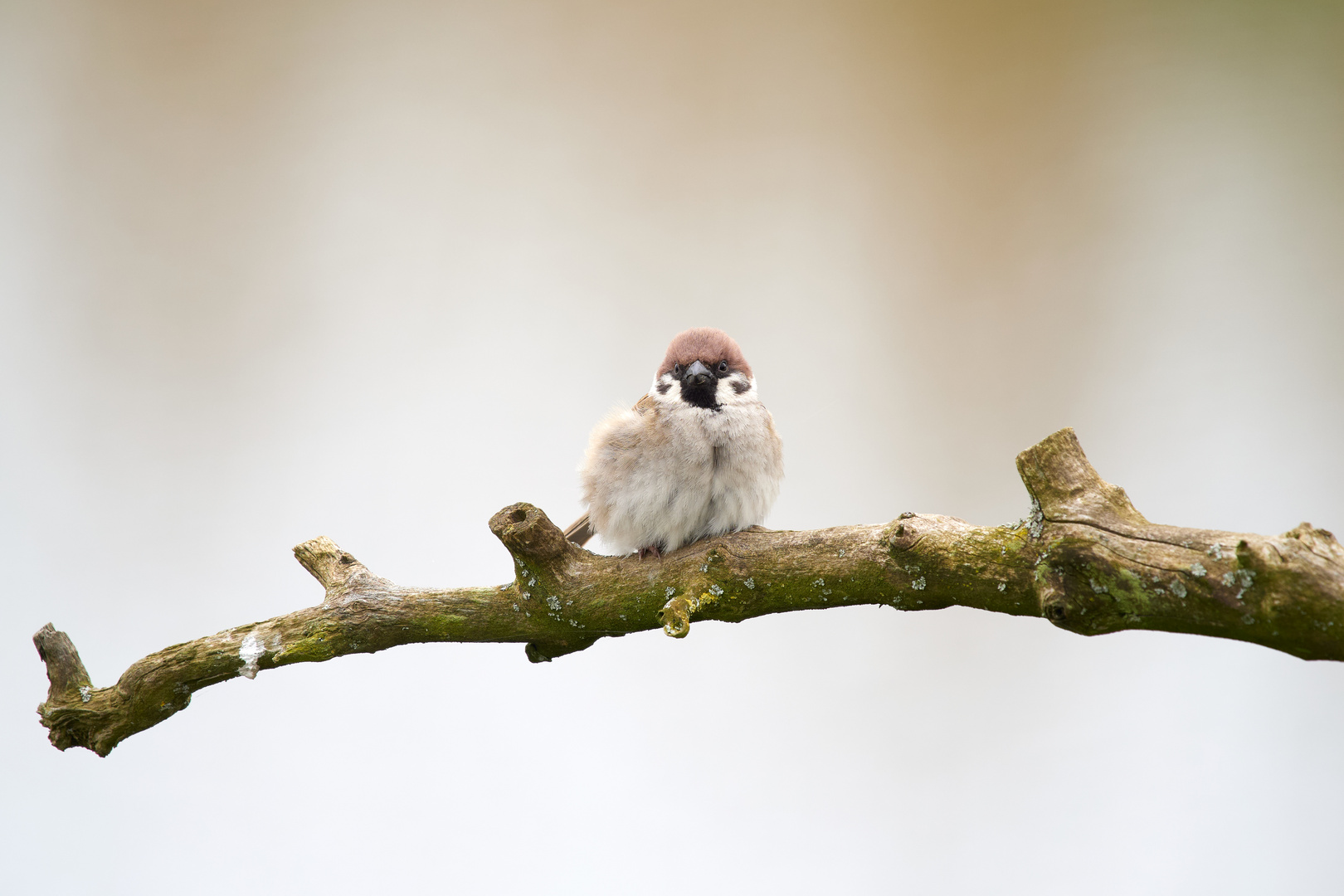 Spatz - mittig!