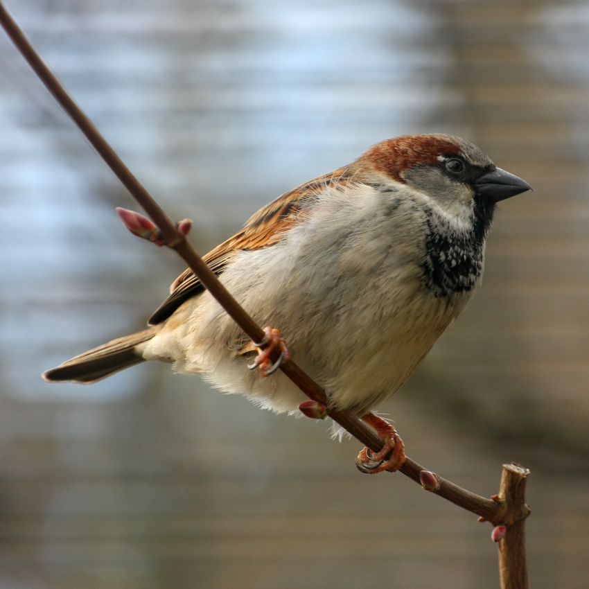 Spatz mittig auf Ast