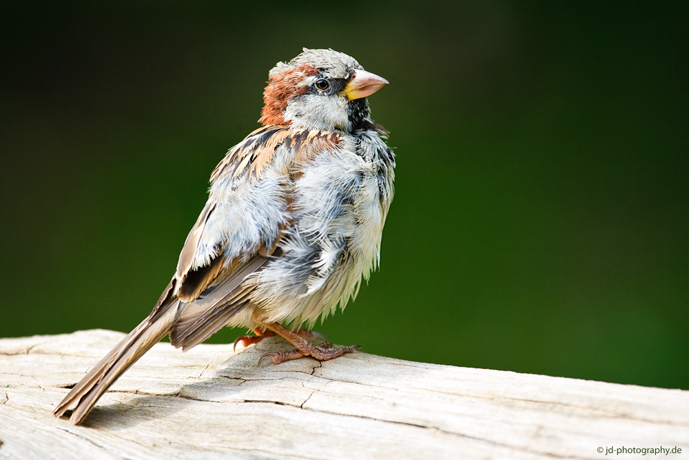 Spatz nach dem Morgenputz