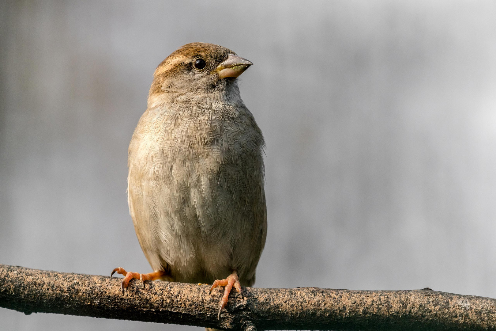 Spatz Nahaufnahme