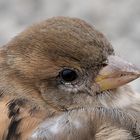 Spatz Nahportrait