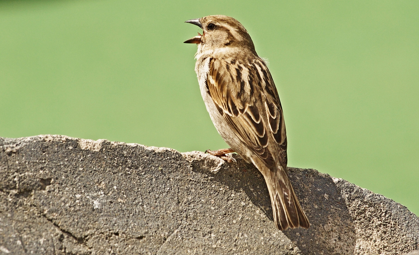 Spatz , Neuseeland