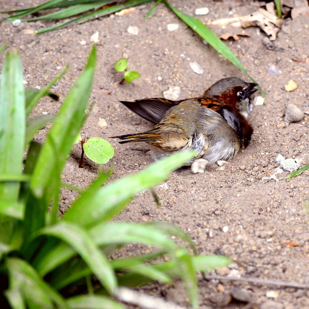 Spatz nimmt ein Sandbad 