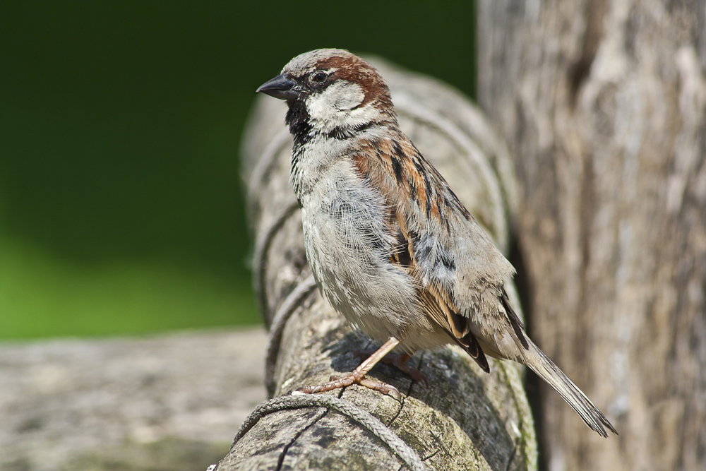 Spatz oder auch Sperling