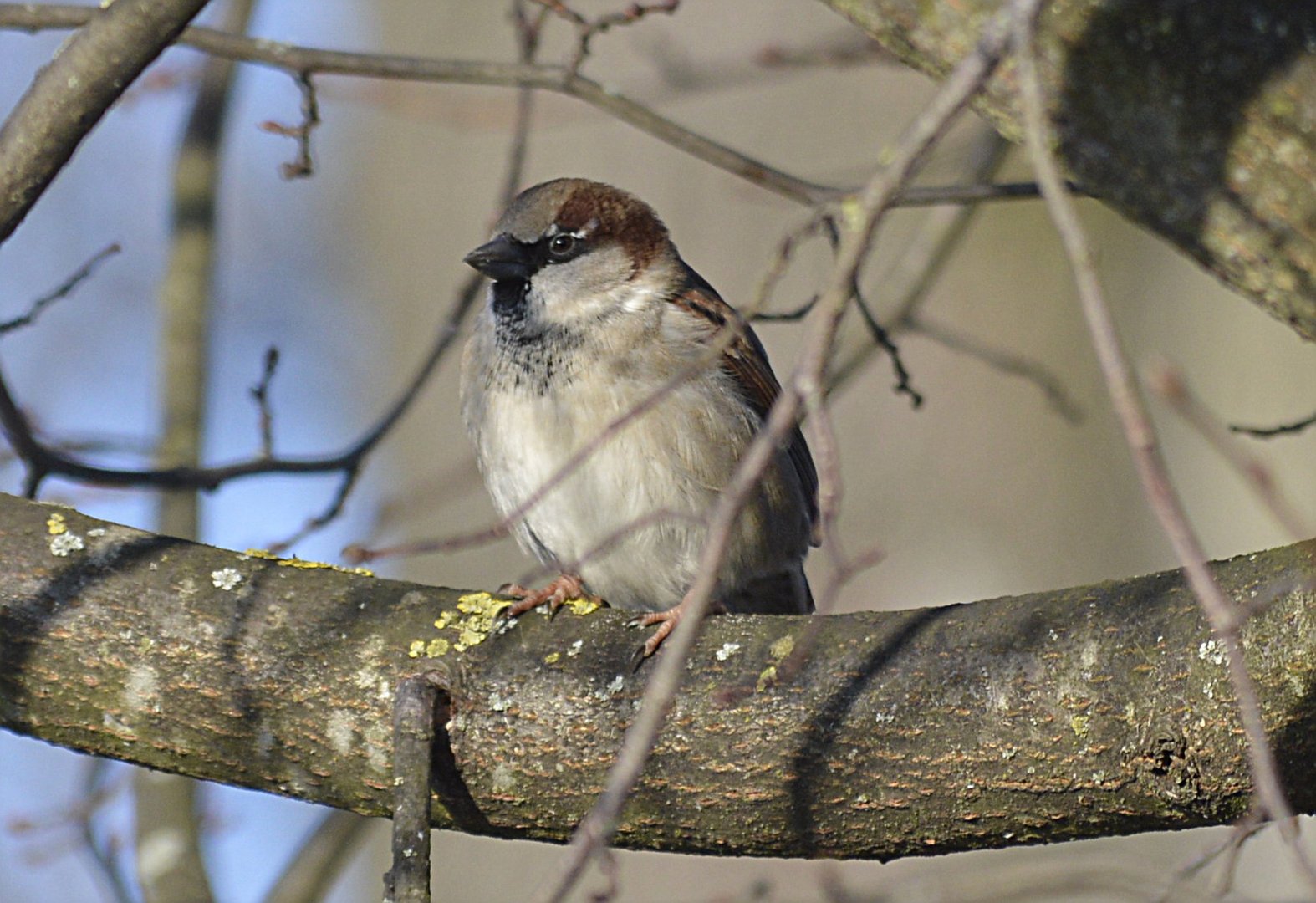 Spatz oder auch Sperling 