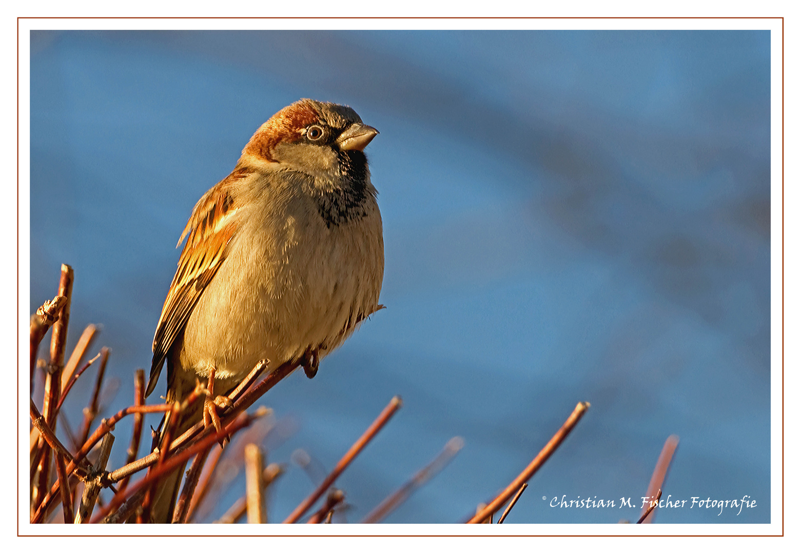 Spatz oder eben Sperling