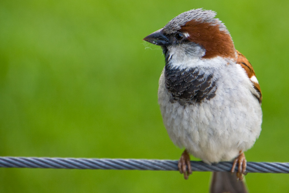 Spatz, oder ein anderer Vogel?