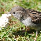 Spatz oder ein kleiner Vielfrass