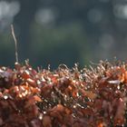 Spatz oder Meise? In der Buchenhecke