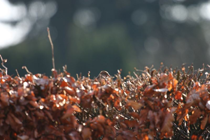 Spatz oder Meise? In der Buchenhecke