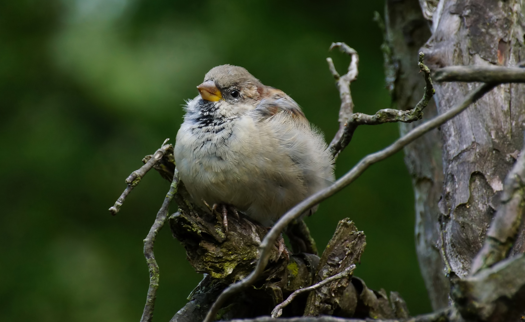 Spatz oder Sperling