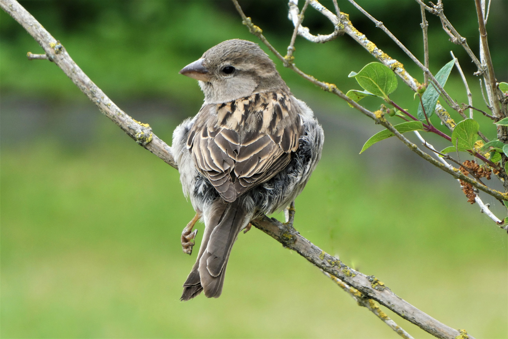 Spatz oder Sperling