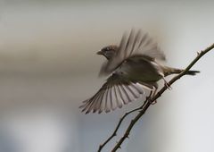 Spatz-PA090101_2350