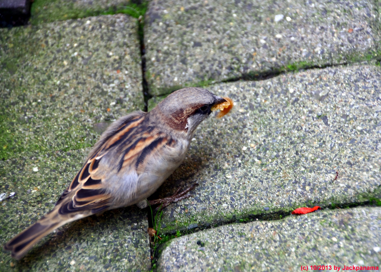 Spatz (Passer domesticus) auf Futtersuche