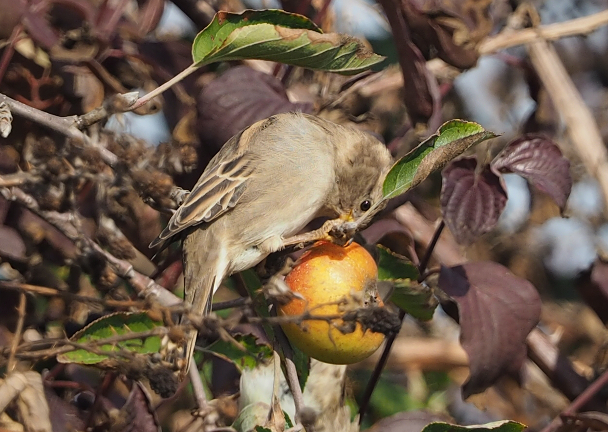 Spatz pickt Apfel