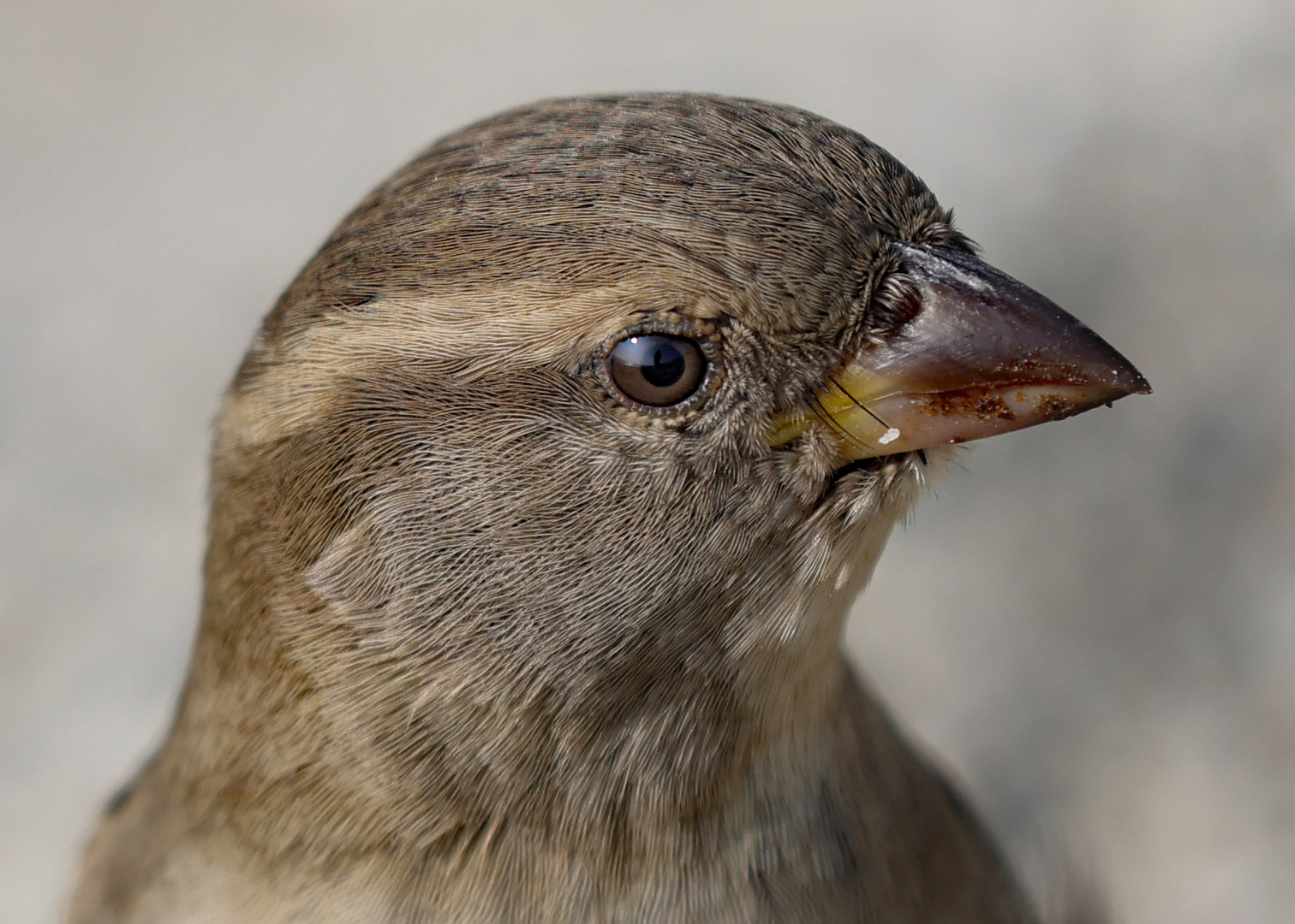 Spatz, Portrait