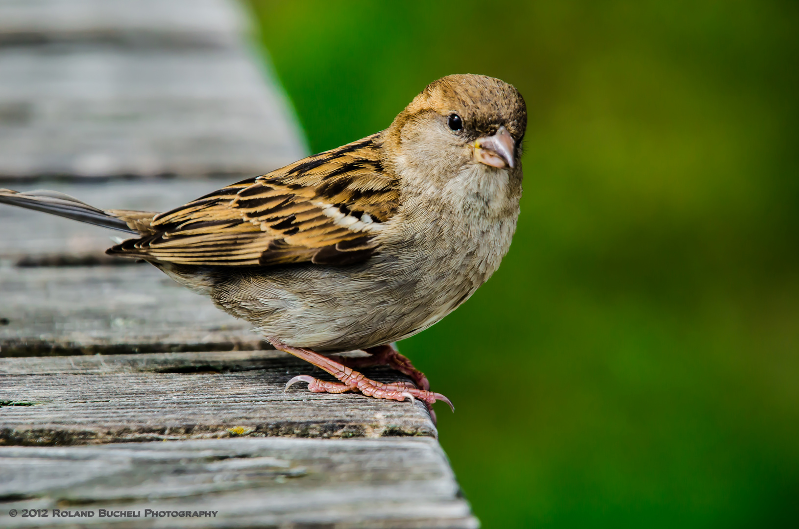 Spatz ruht sich aus