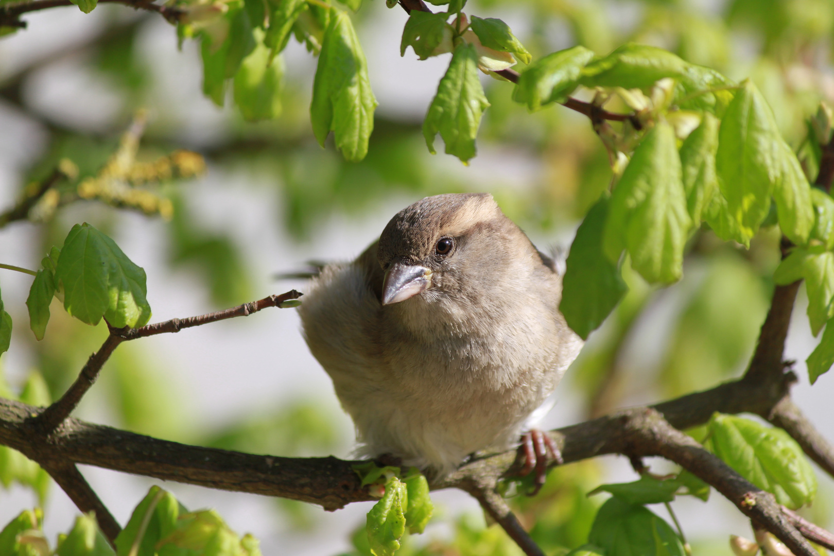 Spatz schaut uns zu