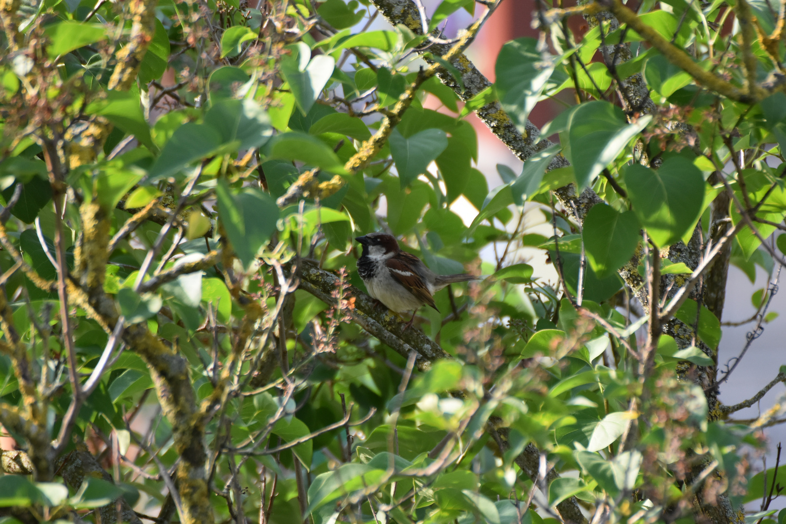 Spatz sonnt sich im Baum