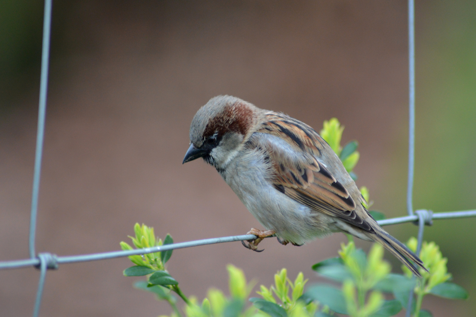 Spatz / sparrow